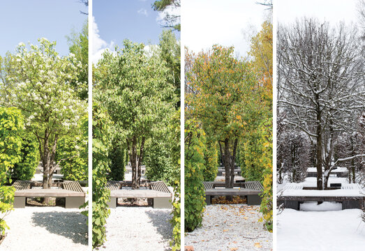 Collage mixing photos of the pear tree, by the lake in spring. summer, autumn and winter time.