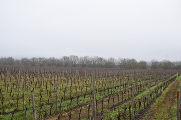 Fototapeta na wymiar fog in Mosel valley with bold vineyards