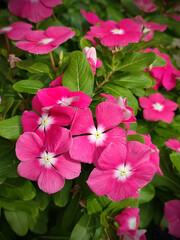 Closeup of pink Catharanthus flowers in a garden
