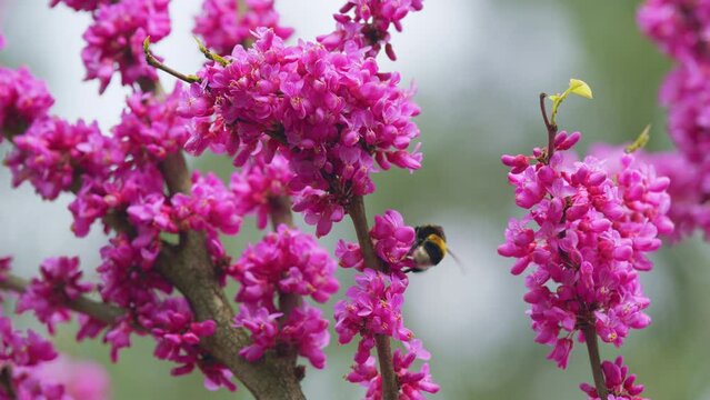 Bombus Pascuorum Harvesting Pollen From Pink Judas-Tree. European Cercis Or European Scarlet. Slow motion.