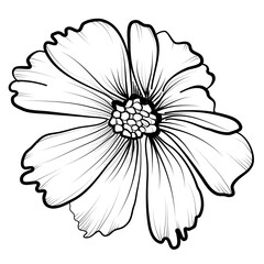 cosmos black and white hand drawing vector