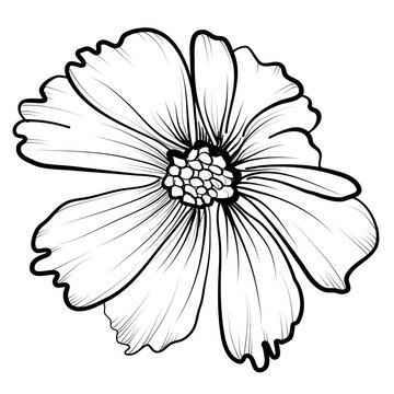 cosmos black and white hand drawing vector