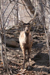 こちらを見てるエゾシカさん