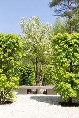 Fototapeta na wymiar Pyrus communis or common pear tree. The tree is entirely in the garden, lime hedge and a wooden bench. Spring view.