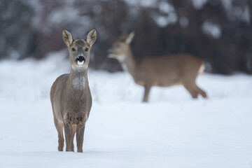 Portrait of young red deer buck during the winter, with other roe deer in the background, Capreolus capreolus, Slovakia, wildlife