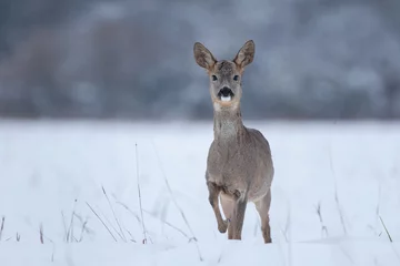 Curious young roe deer buck standing with one leg raised in winter country, Capreolus capreolus, Slovakia, wildlife  © Peter Binó