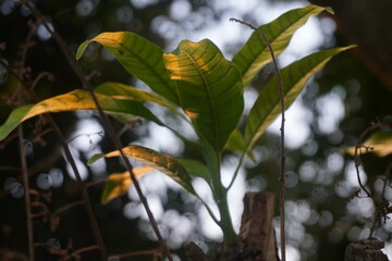 Leaves of a Tree