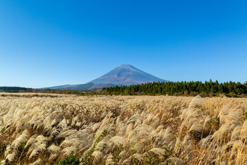 Fototapeta premium 秋のススキと富士山