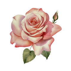 pink rose watercolor