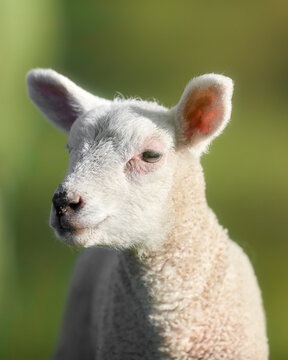 Close up head shot of baby lamb