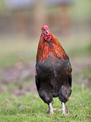 Red rooster isolated on blurred garden background