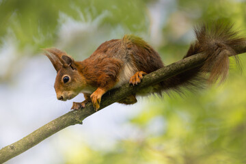 Eichhörnchen (Sciurus)