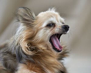 Yawning chihuahua isolated in studio