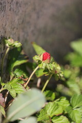 凛と咲くヤブヘビイチゴ