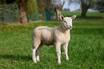 Naklejka na ściany i meble Young white lamb in meadow