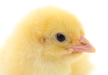 Small yellow chicken