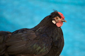 Close up of black chick isolated on blurred background