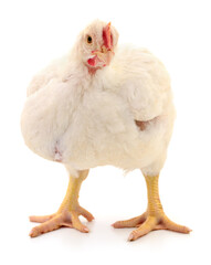 white hen isolated.