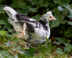 Young white black chick free in garden foraging