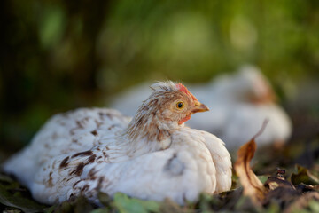 Close up of white brown chick outside in garden
