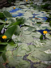 Lotus leaves in a pond