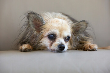 Close up portrait of a chihuahua