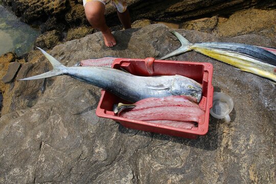 Common dolphinfish in Brazil