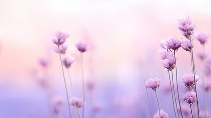 Obraz na płótnie Canvas High narrow lavender background