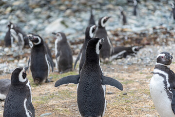 Penguin Reserve at Magdalena island in the Strait of Magellan. 