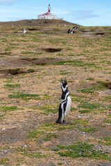 Penguin Reserve at Magdalena island in the Strait of Magellan. 