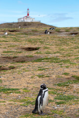 Penguin Reserve at Magdalena island in the Strait of Magellan. 