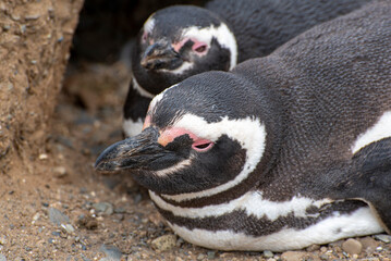 Penguin Reserve at Magdalena island in the Strait of Magellan. 
