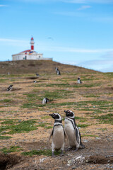 Penguin Reserve at Magdalena island in the Strait of Magellan. 