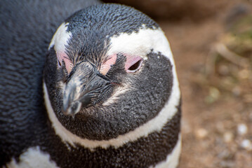 Penguin Reserve at Magdalena island in the Strait of Magellan. 