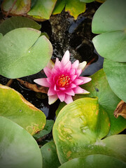 Pink lotus flower, water lily on the water surface. Floral background. aquatic plants