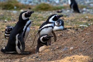 Fototapeta premium Penguin Reserve at Magdalena island in the Strait of Magellan. 