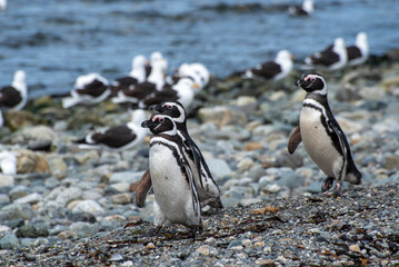 Fototapeta premium Penguin Reserve at Magdalena island in the Strait of Magellan. 