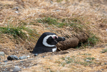 Penguin Reserve at Magdalena island in the Strait of Magellan. 
