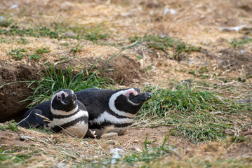 Penguin Reserve at Magdalena island in the Strait of Magellan. 