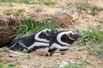 Penguin Reserve at Magdalena island in the Strait of Magellan. 