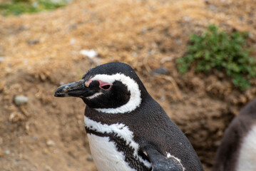 Penguin Reserve at Magdalena island in the Strait of Magellan. 