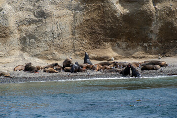 Patagonian sea lions on Marta Island.