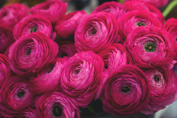 Bouquet of the Flower of Ranculus (pion rose) pink color. Top view.