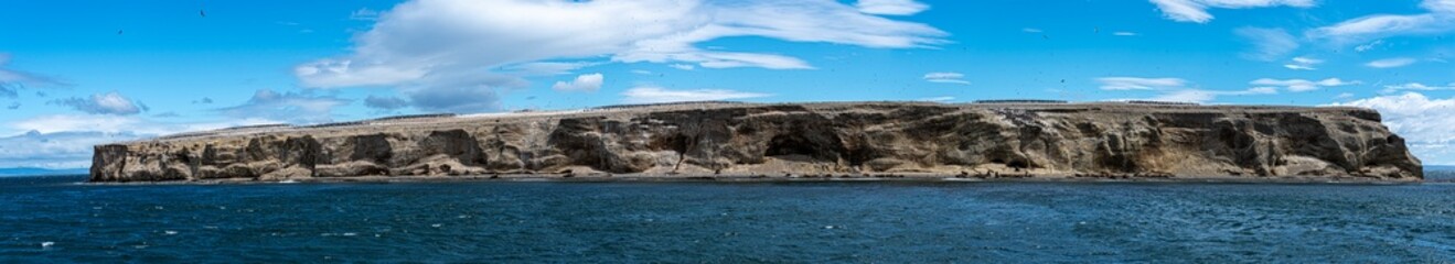 Patagonian sea lions on Marta Island.