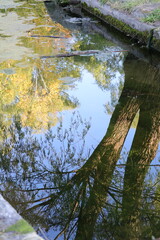 小川の水面鏡