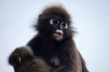 Obraz premium dusky leaf monkey with a child, Malaysia