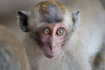 cute little monkey, young portrait of long-tailed macaque