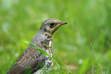 fieldfare in grass, portrait of a young bird, Turdus pilaris