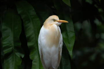 cattle egret in breeding plumage, portrait of Bubulcus ibis
