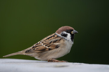 Eurasian tree sparrow, portrait of a bird